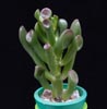 Crassula hobbit cv.-