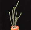 Crassula lycopodioides-Rat Tail Plant