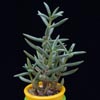 Crassula macowaniana-