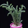 Crassula muscosa-Clubmoss crassula