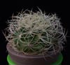 Discocactus araneispinus-