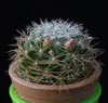 Dolichothele albescens-