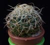 Dolichothele camptotricha -