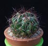 Dolichothele melaleuca-