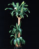 Dracaena massangeana-Corn plant