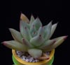 Echeveria agavoides-