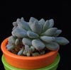 Echeveria minima-