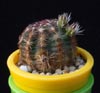 Echinocereus chloranthus-