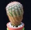 Echinocereus fitchii-