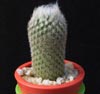Epithelantha dickisoniae-