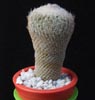 Epithelantha rufispina -