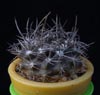 Eriosyce bulbocalyx-