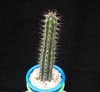 Euphorbia bahiensis-
