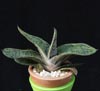 Gasteria maculata-