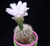 Gymnocalycium bruchii-