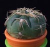 Gymnocalycium denudatum-
