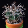 Gymnocalycium ferox -