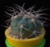 Gymnocalycium mazanense-