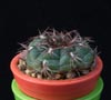 Gymnocalycium mesopotamicum -