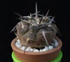 Gymnocalycium piltziorum -