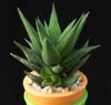 Haworthia glauca-