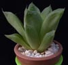 Haworthia incurvula -