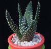 Haworthia maxima-