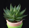 Haworthia zantneriana-