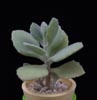 Kalanchoe millotii-