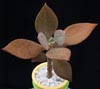 Kalanchoe orgyalis-