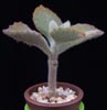 Kalanchoe tomentosa-