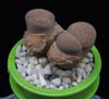 Lithops elisabethae-