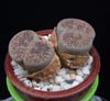 Lithops fluminalis-