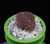 Lithops hallii-