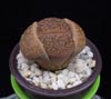 Lithops karasmontana-