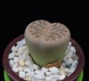 Lithops pseudotruncatella-