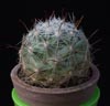 Mammillaria boolii -