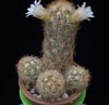 Mammillaria elongata -