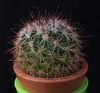 Mammillaria hamata -