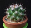 Mammillaria heyderi-