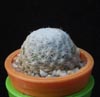 Mammillaria humboldtii-