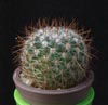 Mammillaria krasuckae-