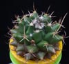 Mammillaria saxicola-