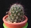 Mammillaria sheldonii-