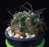 Neochilenia paucicostata-