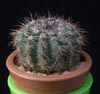 Notocactus caespitosus-