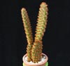 Opuntia microdasys -
