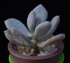 Pachyphytum bracteosum-