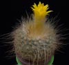 Parodia chrysacanthion-