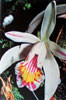 Pleione species-Pleione sp.